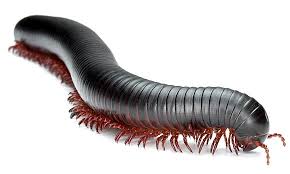millipedes facts